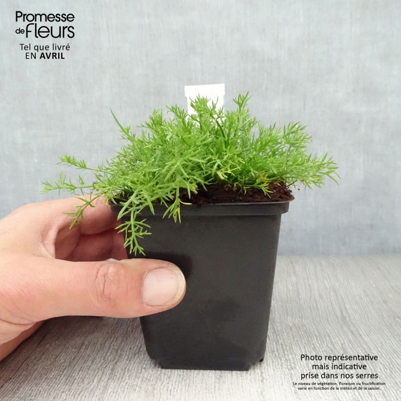 Example of Chamaemelum nobile Treneague - Roomse kamille Kweekpotje van 8/9 cm as you get in printemps