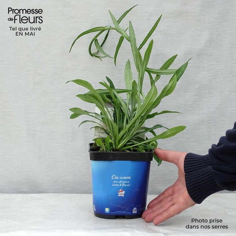 Example of Campanula persicifolia - Prachtklokje Pot van 2 l/3 l as you get in printemps