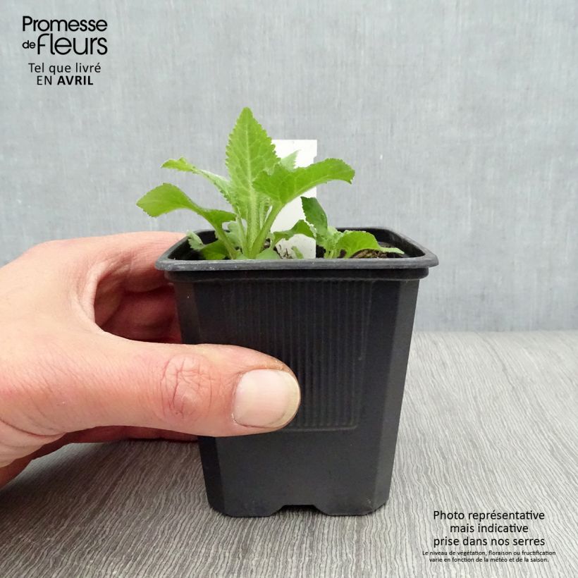 Example of Campanula Sarastro - Klokje Kweekpotje van 8/9 cm as you get in printemps