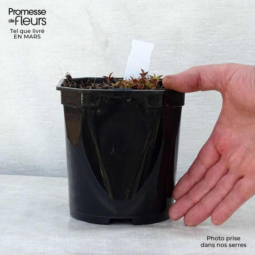 Example of Campanula Sarastro - Klokje Pot van 2 l/3 l as you get in printemps