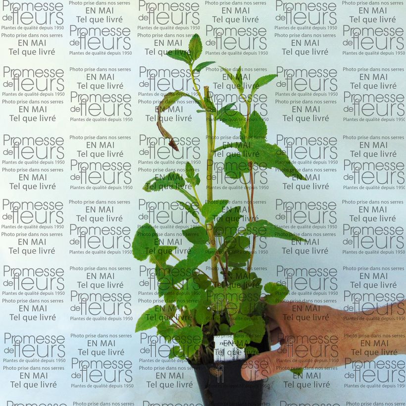 Voorbeeld van een exemplaar van Campanula Wedding Bells - Klokje Kweekpotje van 8/9 cm zoals geleverd