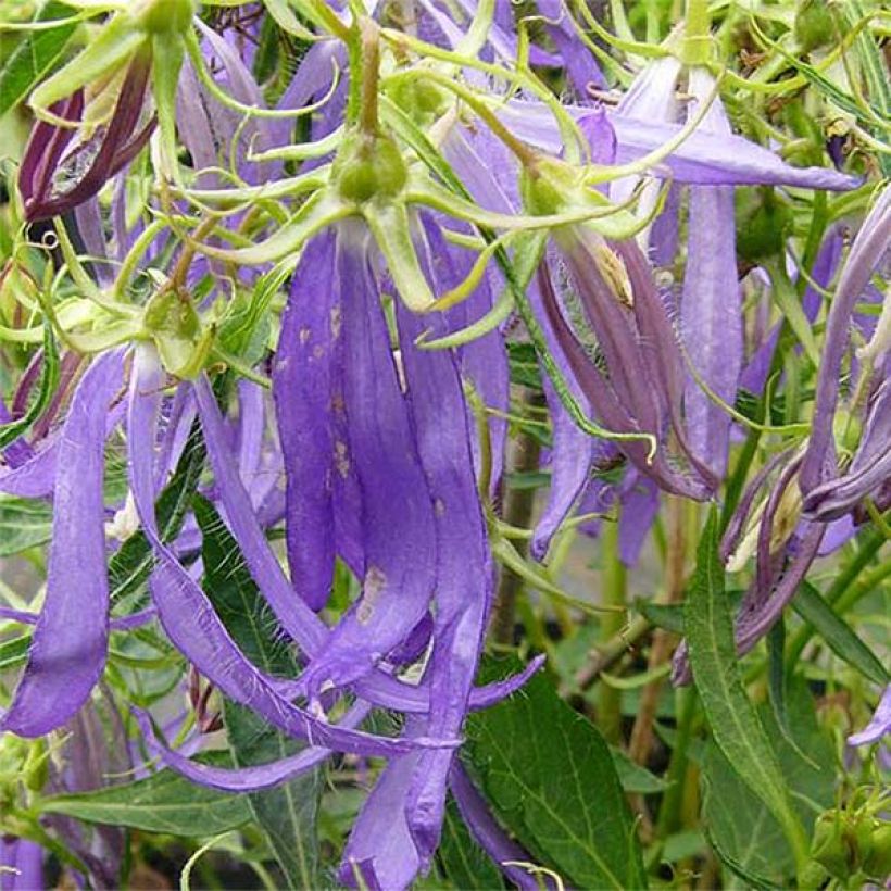 Campanula Blue Octopus - Klokje (Bloei)