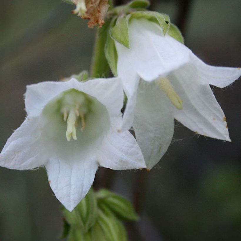 Campanula alliariifolia - Klokje (Bloei)
