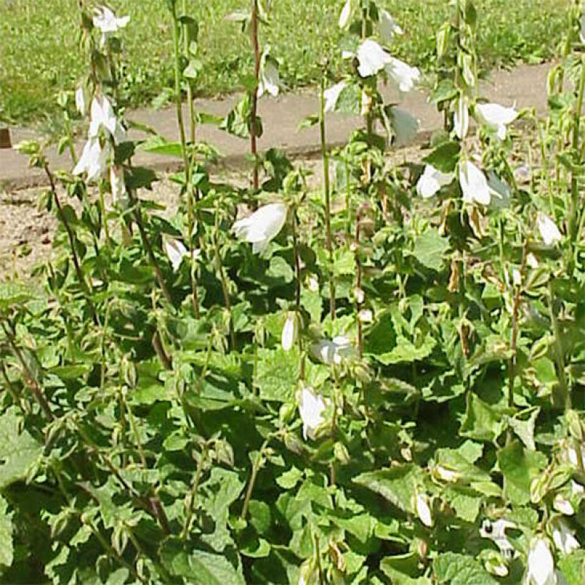 Campanula alliariifolia - Klokje (Groeiplaats)