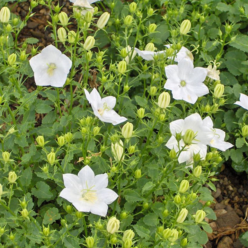 Campanula carpatica Alba - Karpatenklokje wit (Bloei)