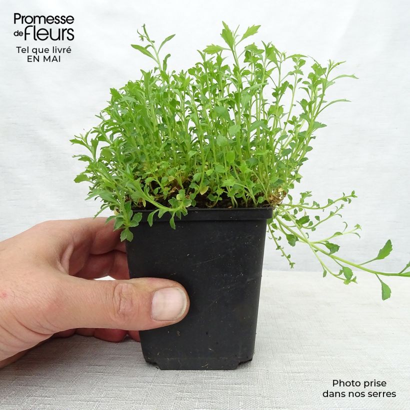 Exemplaar van Campanula cochleariifolia Alba - Klokje Kweekpotje van 8/9 cm zoals geleverd in de lente