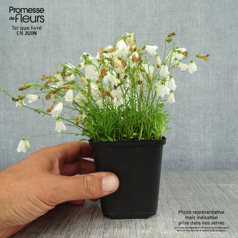 Exemplaar van Campanula cochleariifolia Alba - Klokje Kweekpotje van 8/9 cm zoals geleverd in de zomer