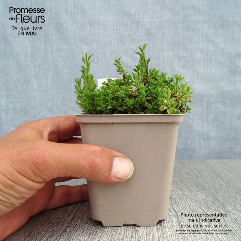 Example of Campanula cochleariifolia - Klokje Kweekpotje van 8/9 cm as you get in printemps