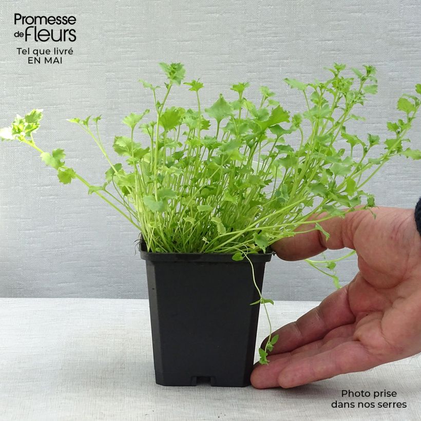 Example of Campanula garganica - Klokje Kweekpotje van 8/9 cm as you get in printemps