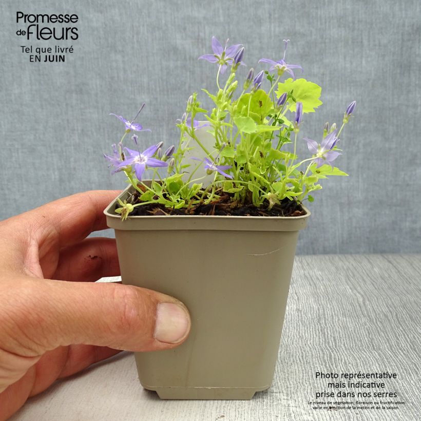 Exemplaar van Campanula garganica Dicksons Gold - Klokje Kweekpotje van 8/9 cm zoals geleverd in de zomer