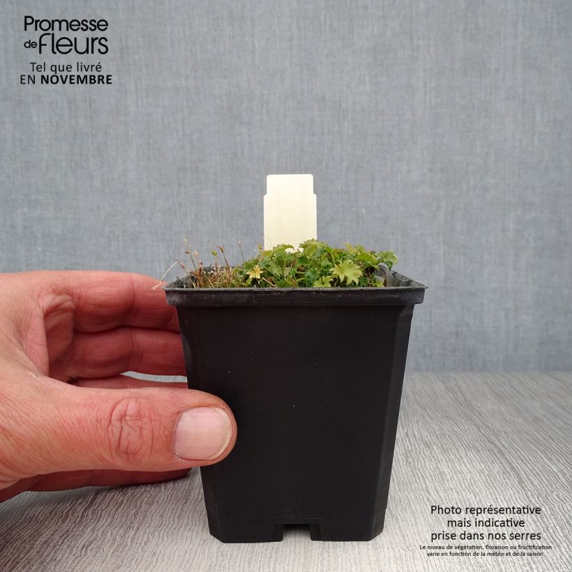 Exemplaar van Campanula garganica - Klokje Kweekpotje van 8/9 cm zoals geleverd in de herfst