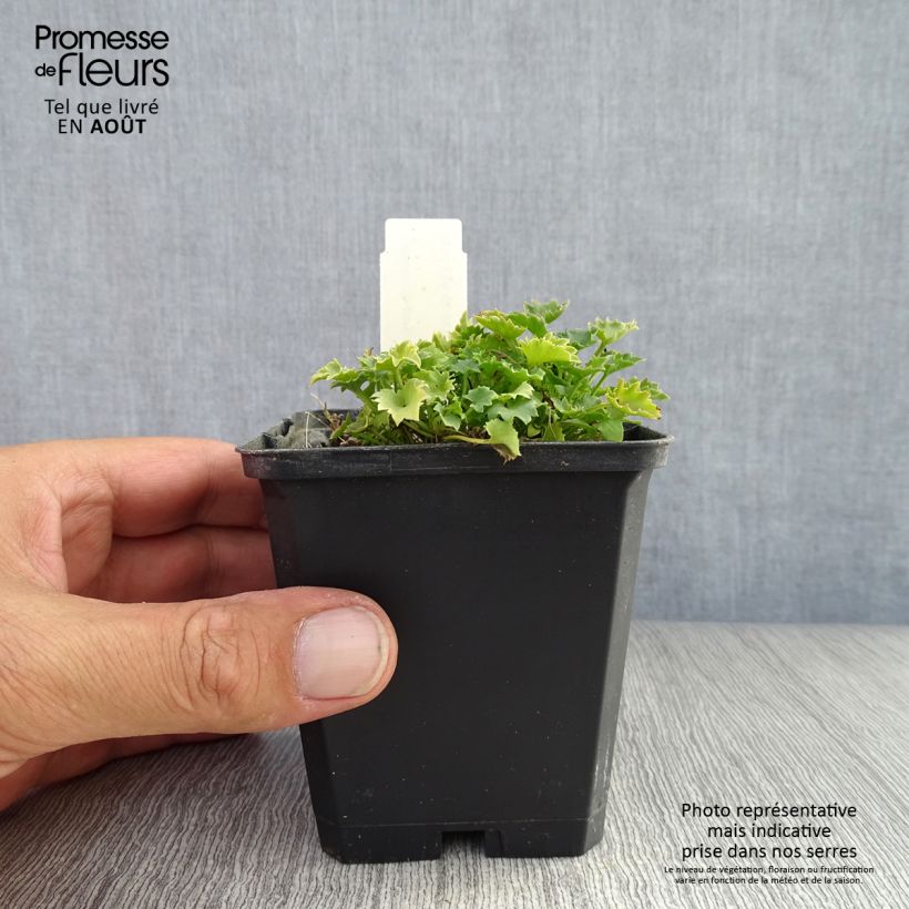 Exemplaar van Campanula garganica - Klokje Kweekpotje van 8/9 cm zoals geleverd in de zomer