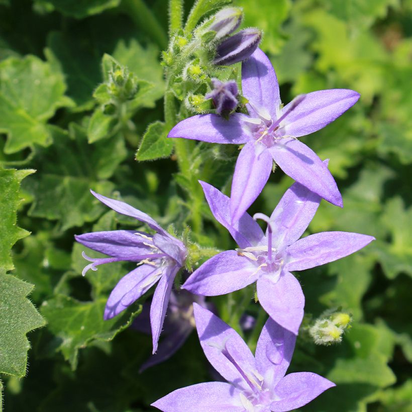 Campanula garganica - Klokje (Bloei)