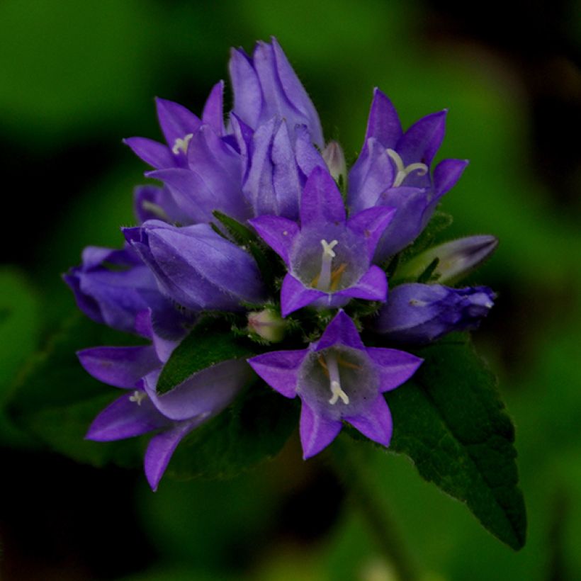 Campanula glomerata var. acaulis - Kluwenklokje (Bloei)