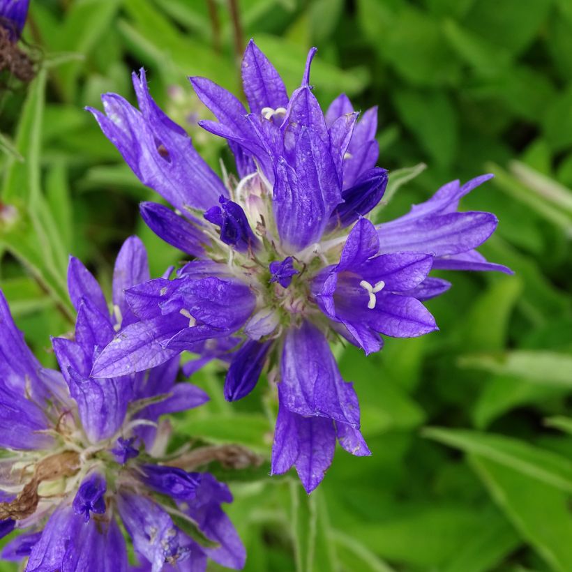 Campanula glomerata Genti Twisterbell - Kluwenklokje (Bloei)
