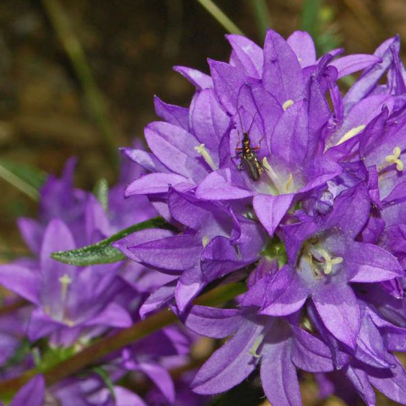 Campanula glomerata Superba - Kluwenklokje (Bloei)