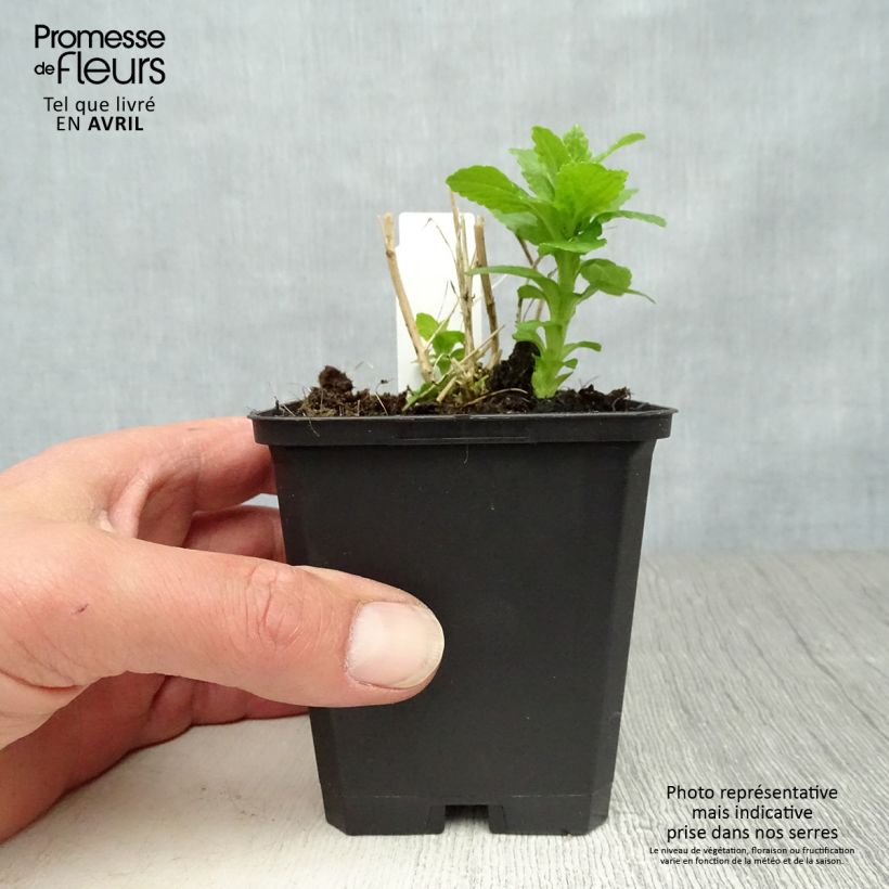 Example of Campanule lactiflora Alba - Klokje Kweekpotje van 8/9 cm as you get in printemps