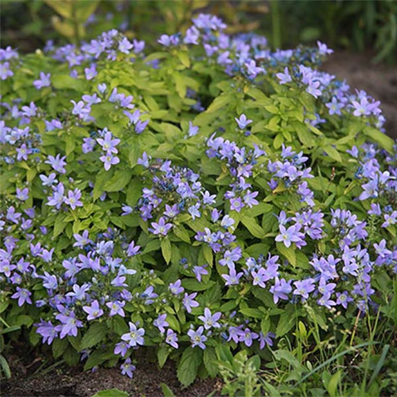 Campanula lactiflora Blue Pouffe - Klokje (Plant habit)