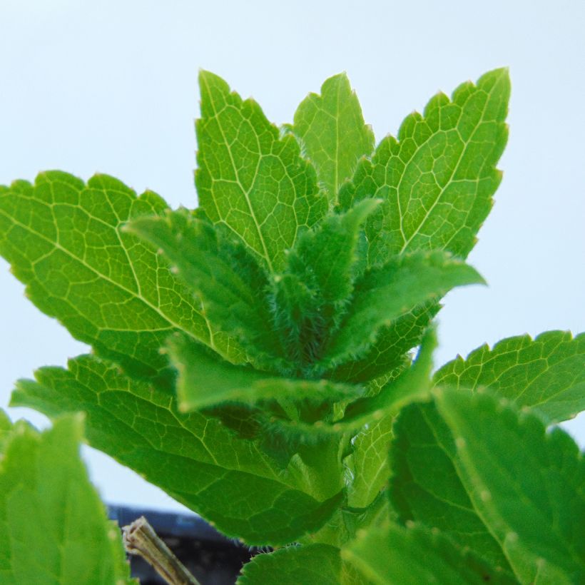 Campanula lactiflora Blue Pouffe - Klokje (Foliage)