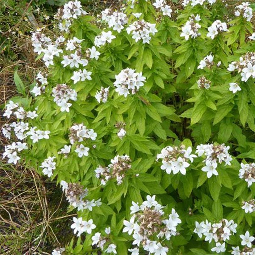 Campanula lactiflora White Pouffe - Klokje (Bloei)