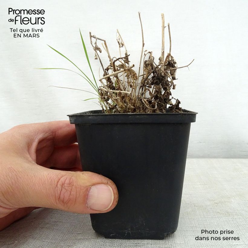 Exemplaar van Campanula lactiflora White Pouffe - Klokje Kweekpotje van 8/9 cm zoals geleverd in de lente