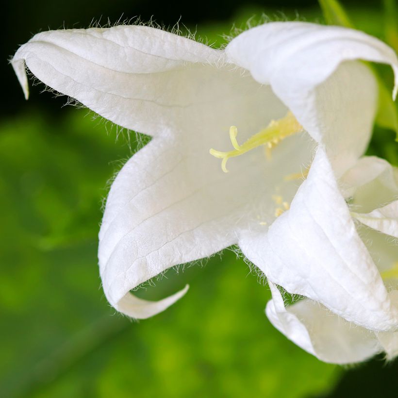 Campanula lactiflora White Pouffe - Klokje (Bloei)