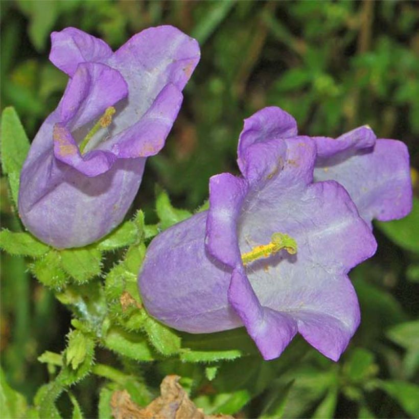 Campanula medium Blau - Mariëtteklokje (Bloei)