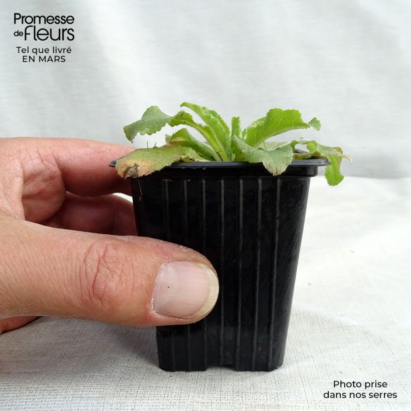 Exemplaar van Campanula medium Blau - Mariëtteklokje Kweekpotje van 7/8 cm zoals geleverd in de lente