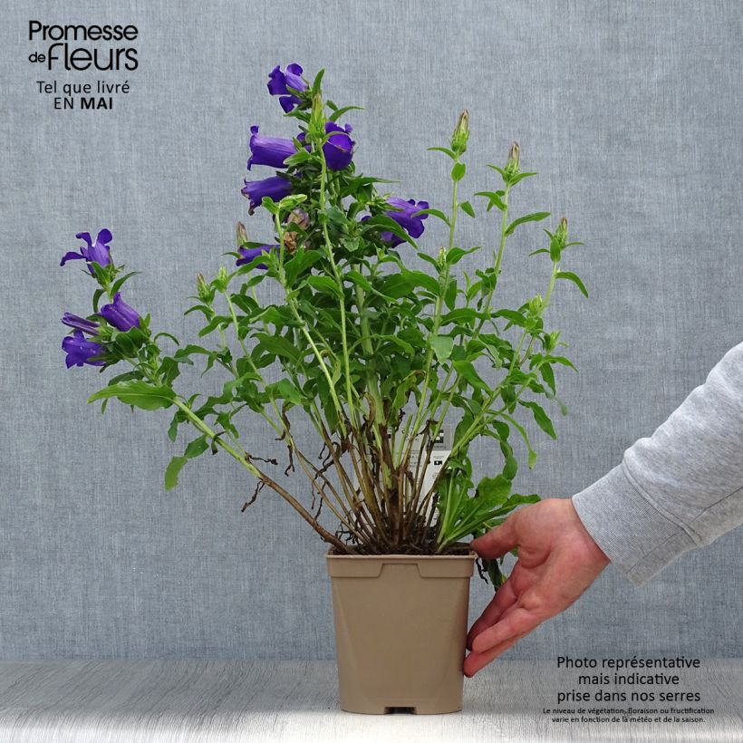 Exemplaar van Campanula medium Blau - Mariëtteklokje Pot van 2 l/3 l zoals geleverd in de lente