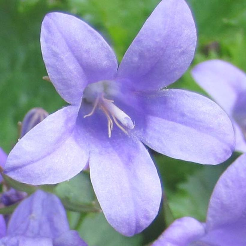Campanula portenschlagiana - Dalmatiëklokje (Bloei)
