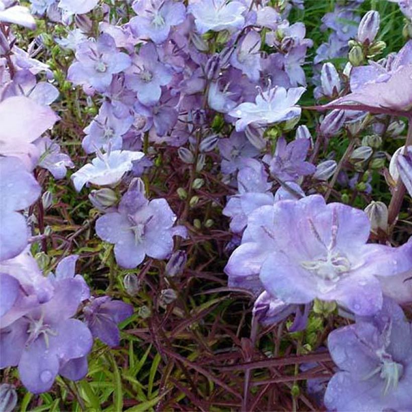 Campanula persicifolia Hidcote Amethyst - Prachtklokje (Bloei)
