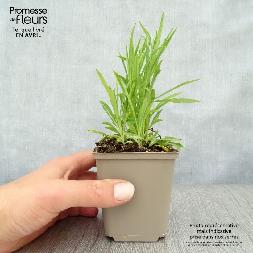 Exemplaar van Campanula persicifolia La Bello - Prachtklokje Kweekpotje van 8/9 cm zoals geleverd in de lente