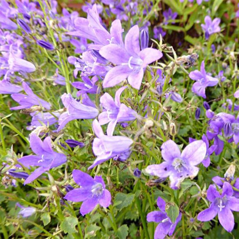 Campanula poscharskyana Resholt Variety - Kruipklokje (Bloei)