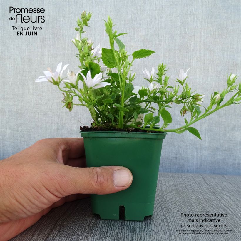 Exemplaar van Campanula poscharskyana E.H. Frost - Kruipklokje Kweekpotje van 8/9 cm zoals geleverd in de zomer