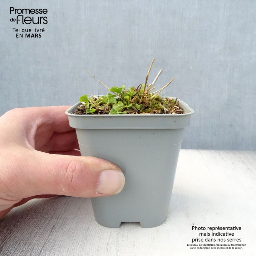 Exemplaar van Campanula poscharskyana E.H. Frost - Kruipklokje Kweekpotje van 8/9 cm zoals geleverd in de lente