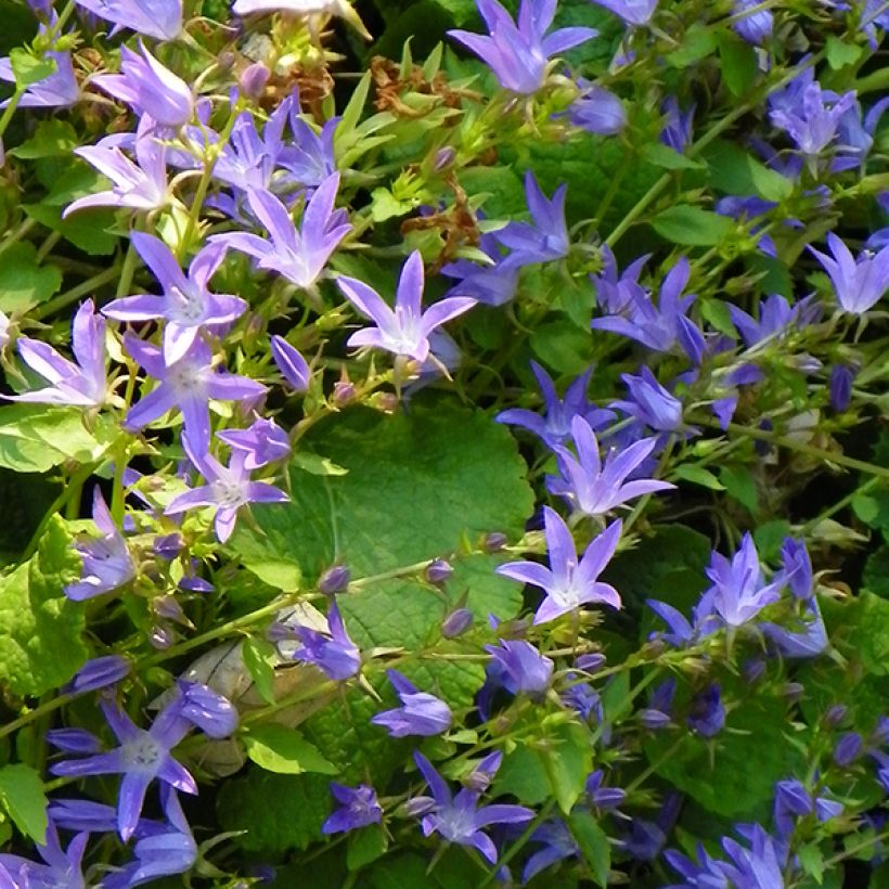 Campanula poscharskyana Stella - Kruipklokje (Bloei)