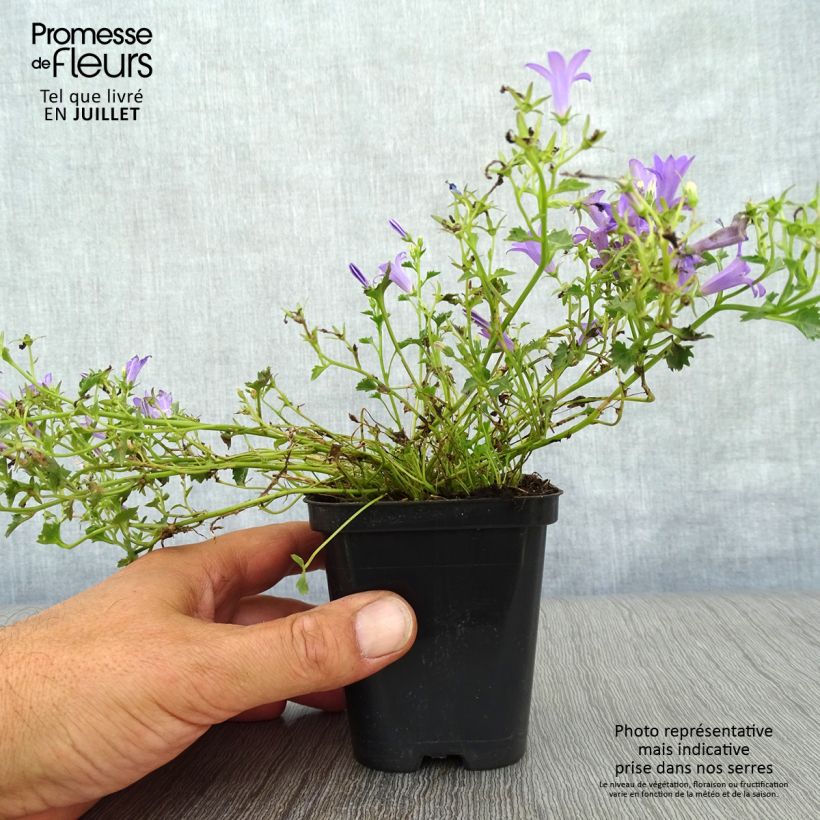 Exemplaar van Campanula poscharskyana Stella - Kruipklokje Kweekpotje van 8/9 cm zoals geleverd in de zomer