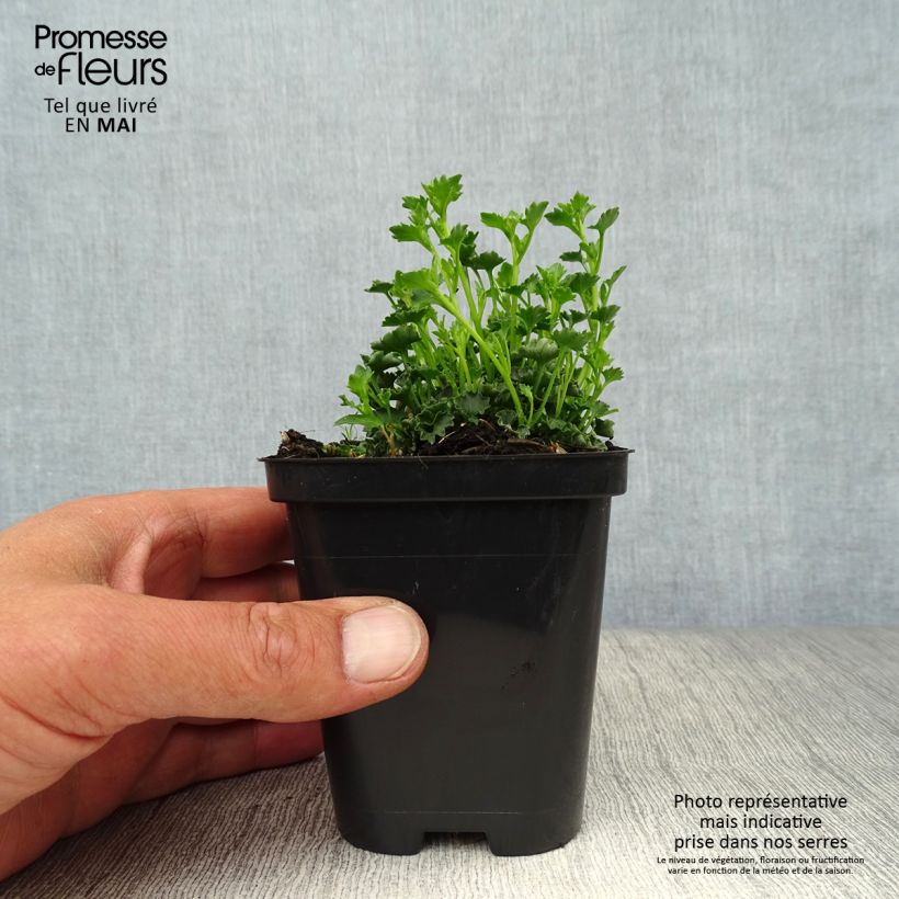 Exemplaar van Campanula poscharskyana Stella - Kruipklokje Kweekpotje van 8/9 cm zoals geleverd in de lente