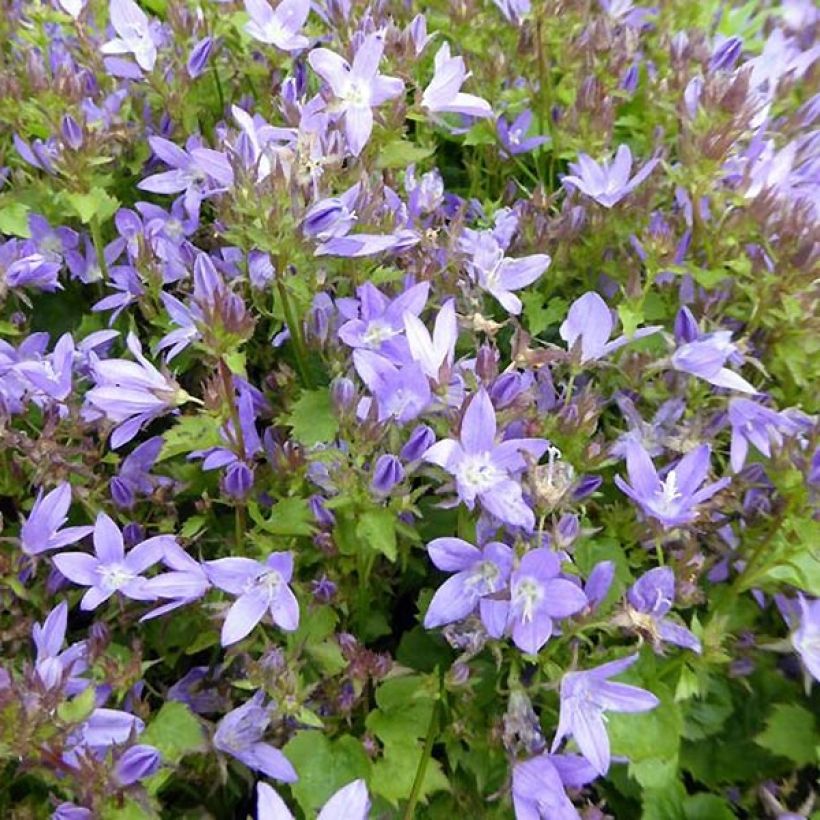 Campanula poscharskyana Trollkind - Kruipklokje (Bloei)