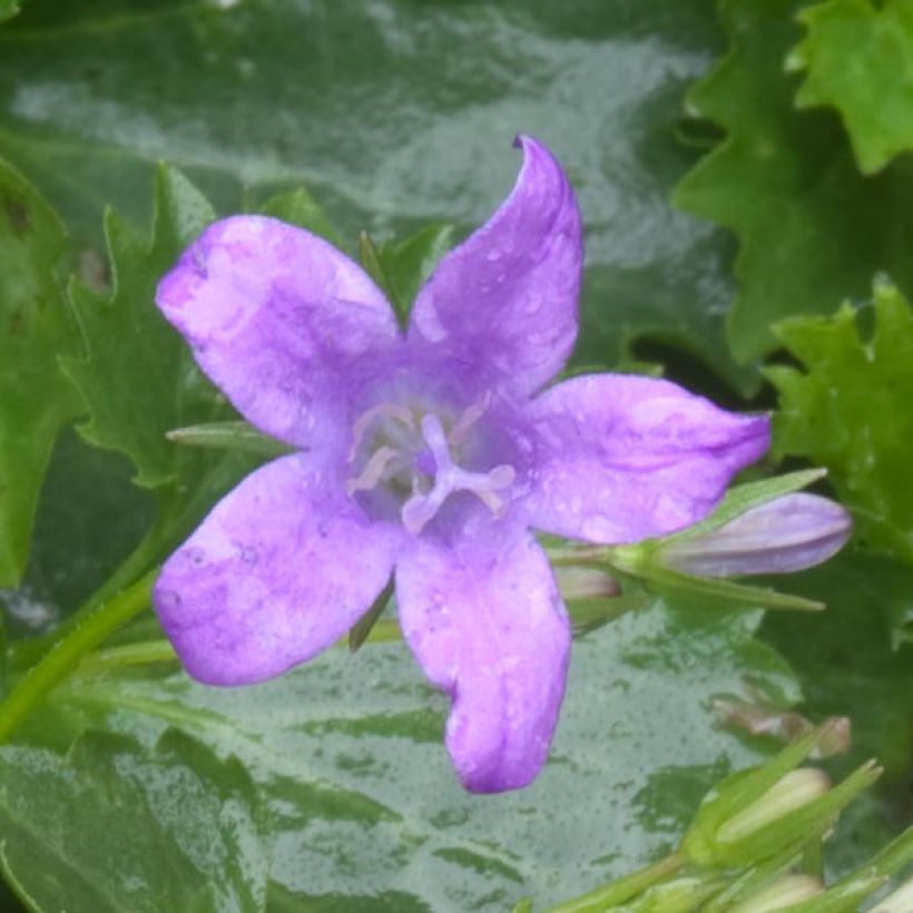 Campanula poscharskyana - Kruipklokje (Bloei)