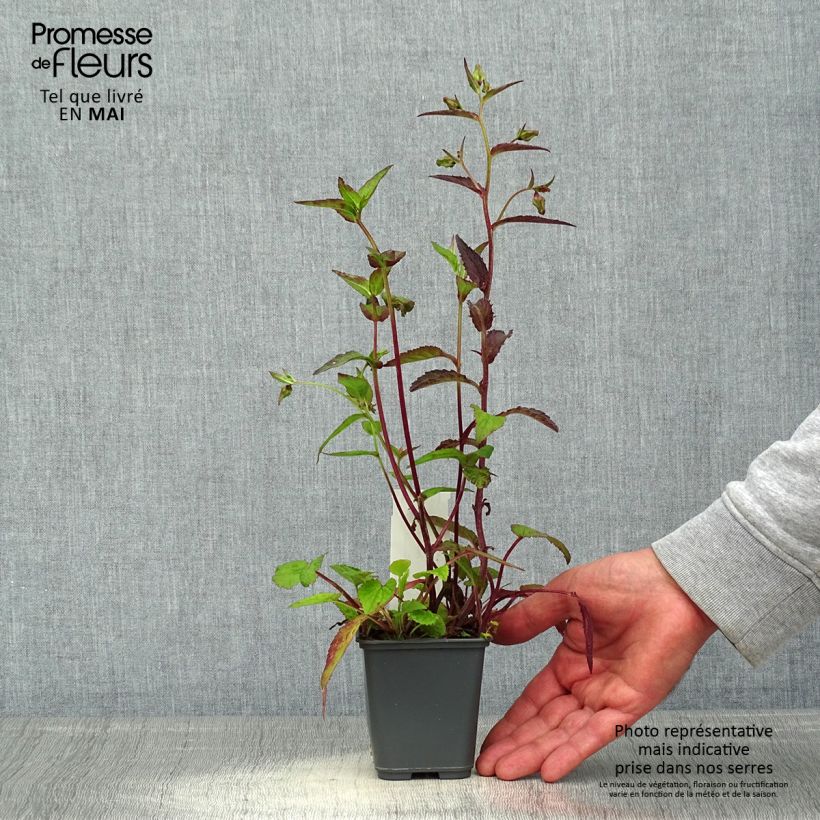 Example of Campanula punctata Rubriflora - Klokje Kweekpotje van 8/9 cm as you get in printemps