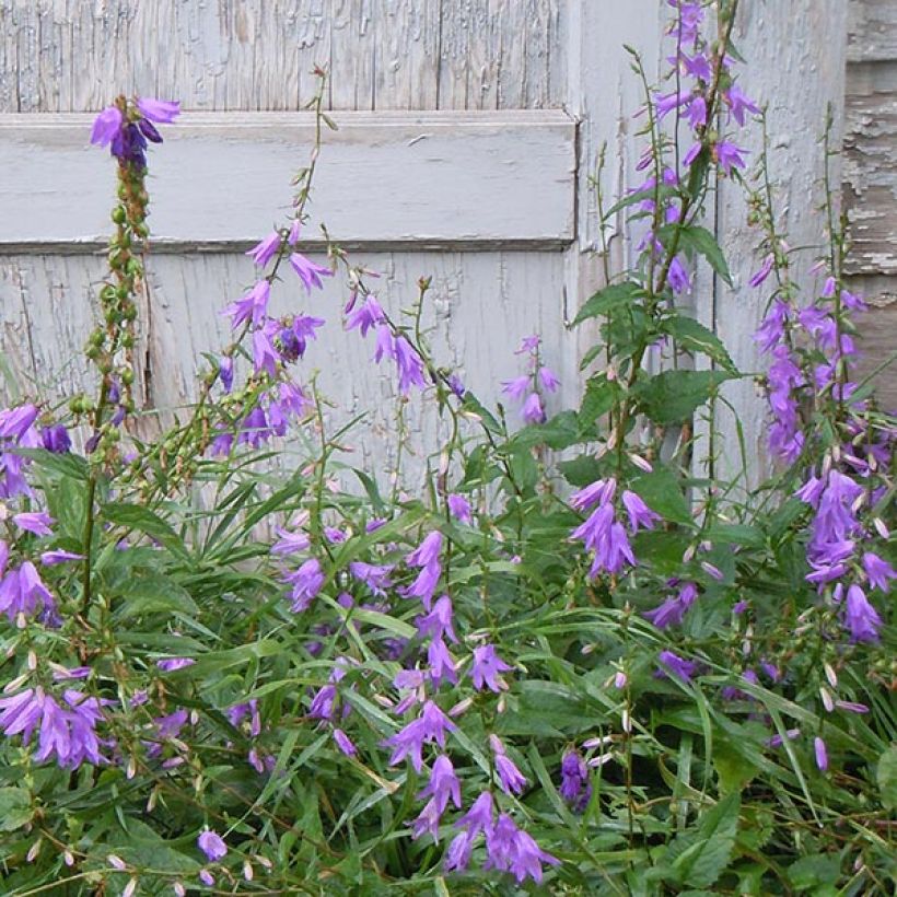 Campanula rapunculoides - Akkerklokje (Flowering)