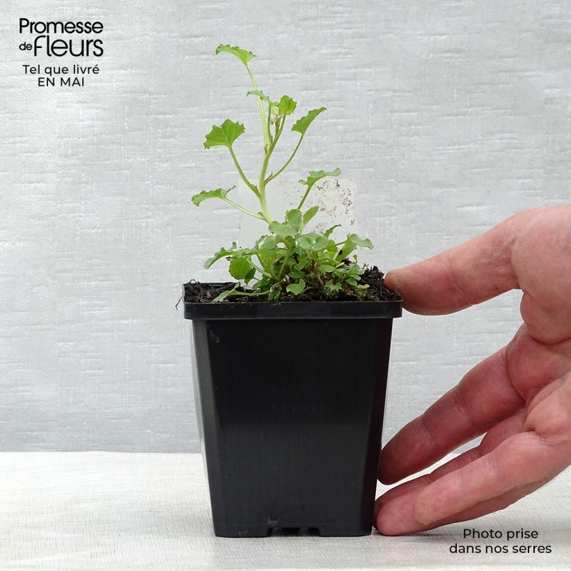 Example of Campanula rapunculoides - Akkerklokje Kweekpotje van 8/9 cm as you get in printemps