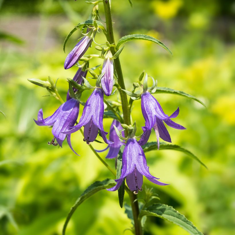 Campanula rapunculoides - Akkerklokje (Bloei)