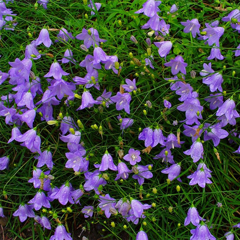 Campanula rotundifolia - Grasklokje (Bloei)
