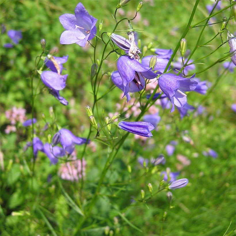 Campanula rotundifolia - Grasklokje (Groeiplaats)