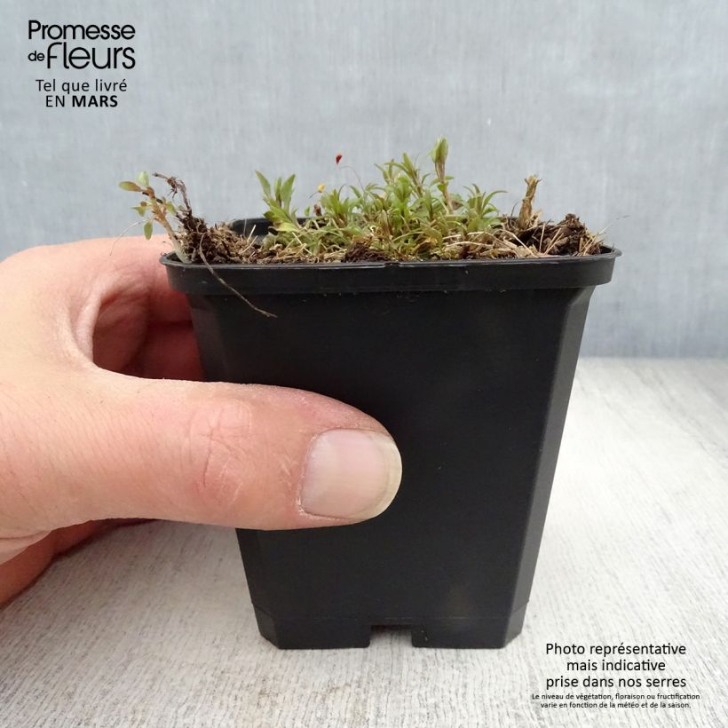 Exemplaar van Campanula rotundifolia - Grasklokje Kweekpotje van 8/9 cm zoals geleverd in de lente