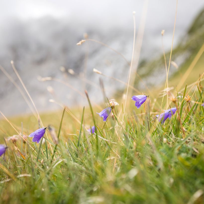 Campanula rotundifolia - Grasklokje (Groeiplaats)