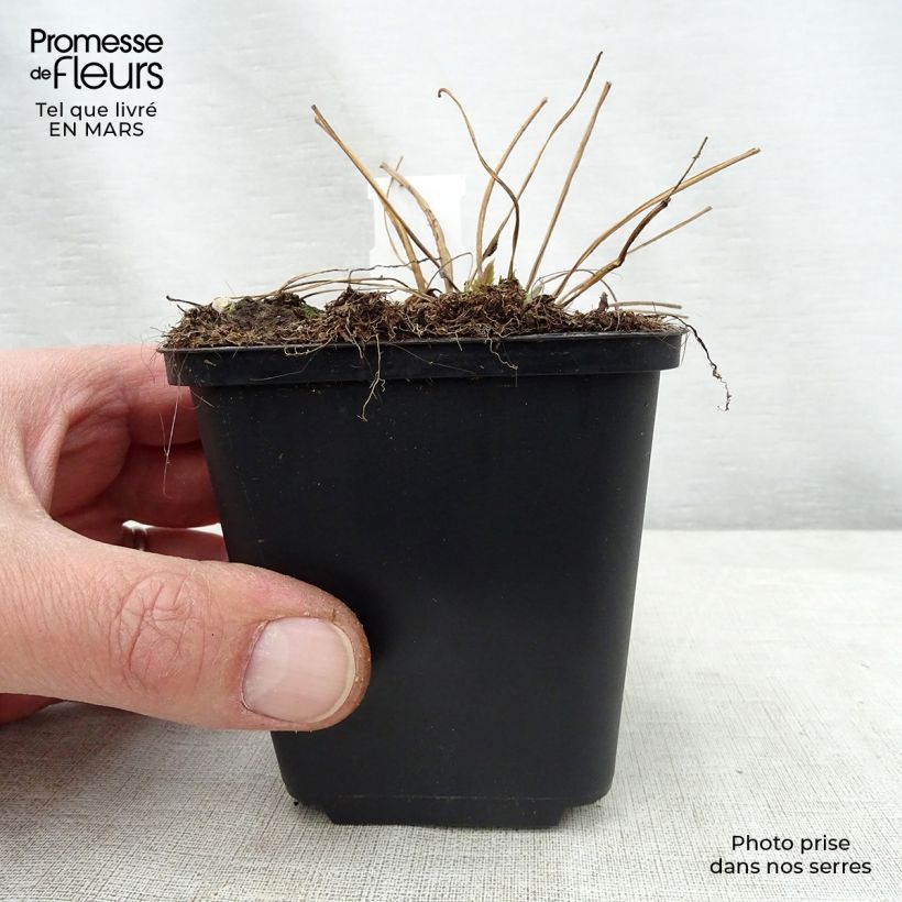 Exemplaar van Campanula trachelium Bernice - Ruig klokje Kweekpotje van 8/9 cm zoals geleverd in de lente