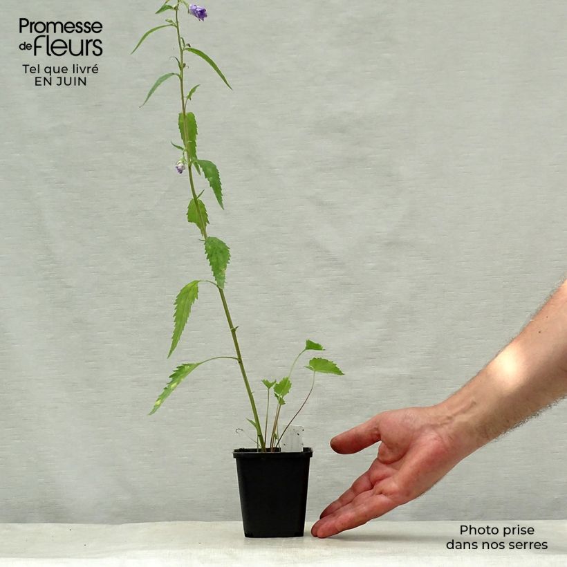 Exemplaar van Campanula trachelium Bernice - Ruig klokje Kweekpotje van 8/9 cm zoals geleverd in de zomer